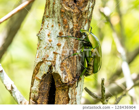 A green beetle has come to seek the sap of autumn elm. 128436904