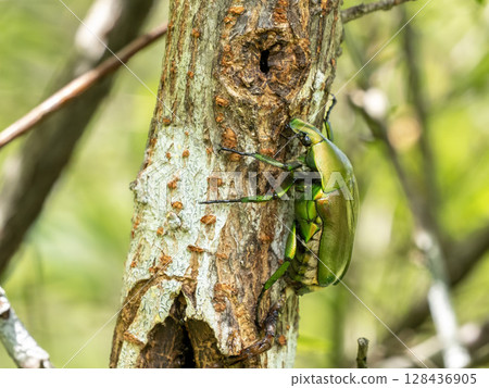 A green beetle has come to seek the sap of autumn elm. 128436905