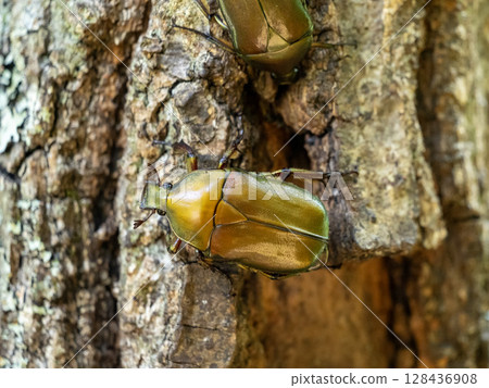 A green canader beetle has come to search for sap from the Sawtooth Oak tree. A green canader beetle has come to search for sap from the Sawtooth Oak tree. 128436908