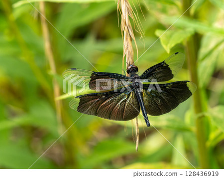 A female dragonfly resting on the grass 128436919
