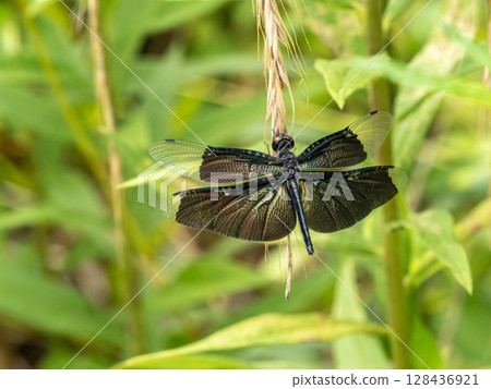 一隻雌蜻蜓在草地上休息 128436921
