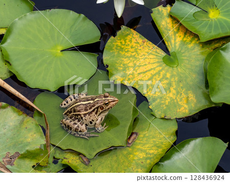 A frog on a water lily leaf A frog on a water lily leaf 128436924