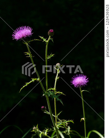 薊花在陰涼處前盛開 薊花在陰涼處前盛開 128436928
