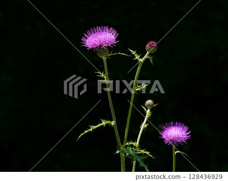 Thistle flowers blooming in front of a shady spot Thistle flowers blooming in front of a shady spot 128436929