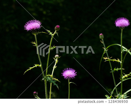 Thistle flowers blooming in front of a shady spot Thistle flowers blooming in front of a shady spot 128436930