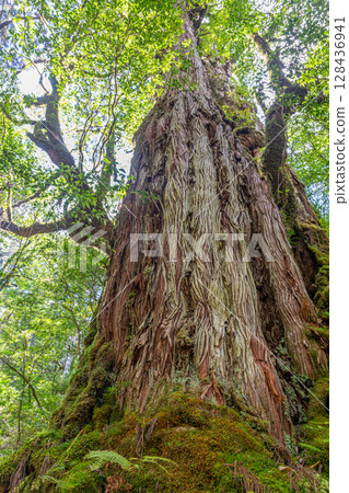 Yakushima Cedar Tree, Mother and Child Cedar, Yakushima National Park (August) 128436941