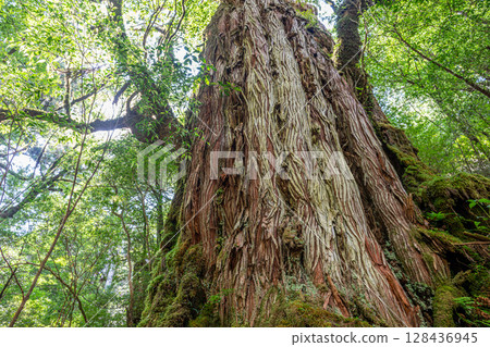 屋久島杉、母子杉、屋久島國立公園（8月） 128436945