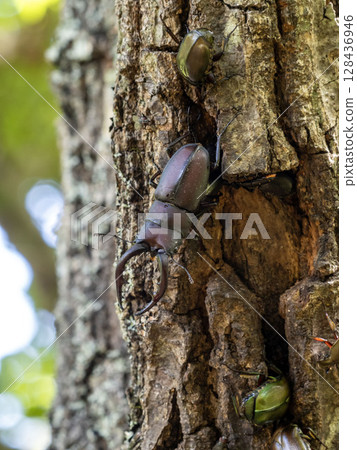 一隻鍬形蟲來到橡樹上尋找樹液。 128436946