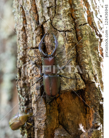 一隻鍬形蟲來到橡樹上尋找樹液。 128436948