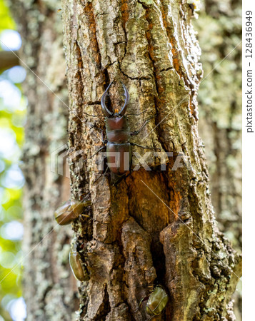 一隻鍬形蟲來到橡樹上尋找樹液。 128436949