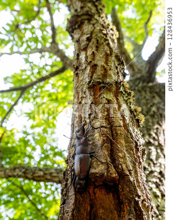 一隻鍬形蟲來到橡樹上尋找樹液。 一隻鍬形蟲來到橡樹上尋找樹液。 128436953