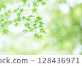 Fresh green autumn leaves 128436971