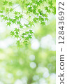 Fresh green autumn leaves 128436972