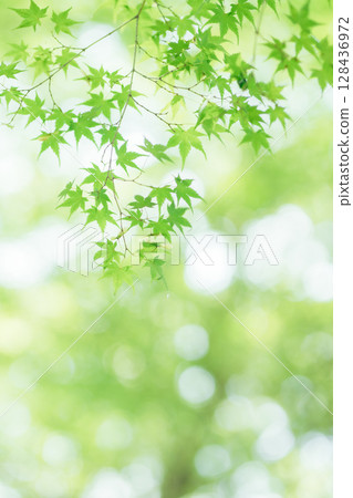 新鮮的綠色秋葉 128436972