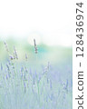 Lavender sparkling in the morning dew 128436974