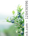 Black berries of blueberries 128436996