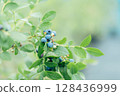 Blueberry blueberry 128436999