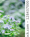Blue hydrangea 128437000