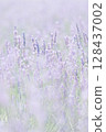 Lavender field 128437002