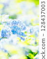 Blue hydrangea 128437003