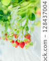 Strawberries from the strawberry farm fill the house with their aroma 128437004
