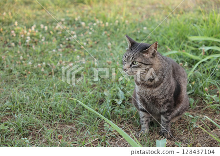 廣場上玩耍的虎斑貓 廣場上玩耍的虎斑貓 128437104