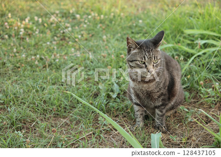 廣場上玩耍的虎斑貓 128437105