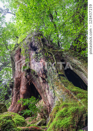 Yakusugi Second Generation Osugi Cedar, Shiratani Unsuikyo Gorge, Yakushima (September) 128437159