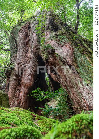 Yakusugi Second Generation Osugi Cedar, Shiratani Unsuikyo Gorge, Yakushima (September) Yakusugi Second Generation Osugi Cedar, Shiratani Unsuikyo Gorge, Yakushima (September) 128437163