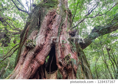 Yakusugi Second Generation Osugi Cedar, Shiratani Unsuikyo Gorge, Yakushima (September) 128437167