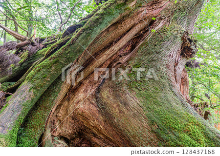 Yakusugi Second Generation Osugi Cedar, Shiratani Unsuikyo Gorge, Yakushima (September) Yakusugi Second Generation Osugi Cedar, Shiratani Unsuikyo Gorge, Yakushima (September) 128437168