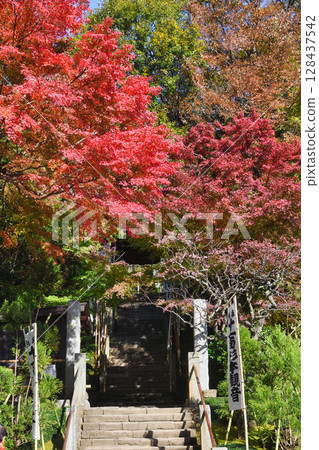 鎌倉杉本寺美麗的秋葉（神奈川縣鎌倉市） 128437542