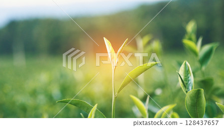 Green tea tree leaves camellia sinensis in organic farm sunlight. Fresh young tender bud herbal farm on summer morning. Sunlight Green tea tree plant. Close up Tree tea plant green nature in morning 128437657