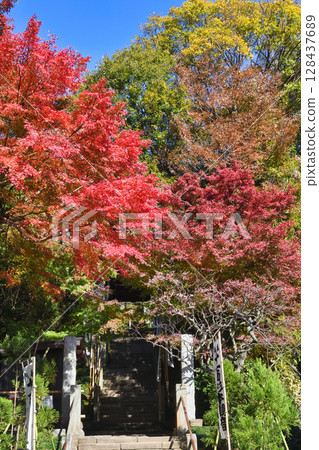 Kamakura Sugimoto Temple Beautiful autumn leaves (Kamakura City, Kanagawa Prefecture) 128437689