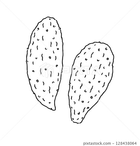 Cactus Leaf Line Drawing 128438064