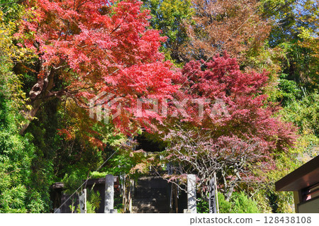 Kamakura Sugimoto Temple Beautiful autumn leaves (Kamakura City, Kanagawa Prefecture) 128438108