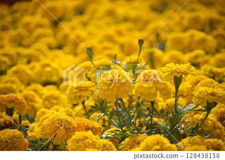 A stunning close-up of a field of bright yellow marigold flowers in full bloom. 128438158