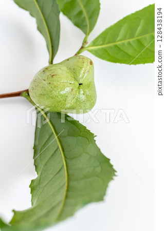 茶果,茶樹的種子 茶果,茶樹的種子 128438194