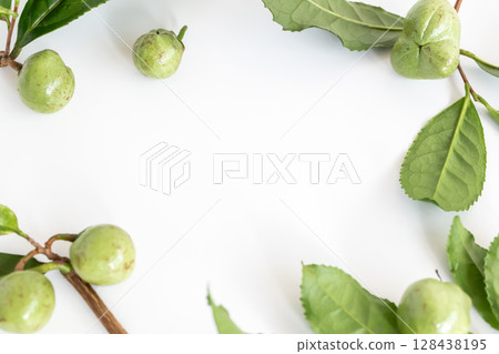 茶果，茶樹的種子 128438195