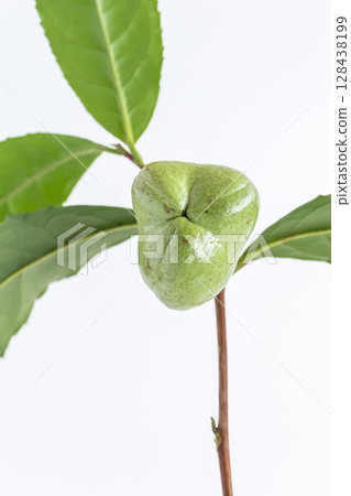 Tea fruit, seeds from the tea tree 128438199