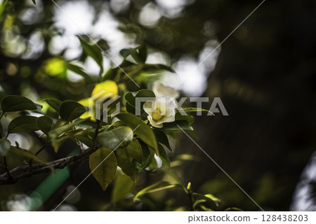 White camellia flower White camellia flower 128438203