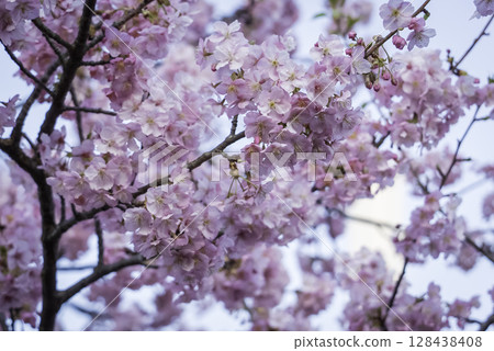 櫻花盛開 128438408