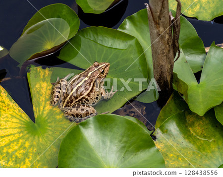 睡蓮葉子上的青蛙 128438556