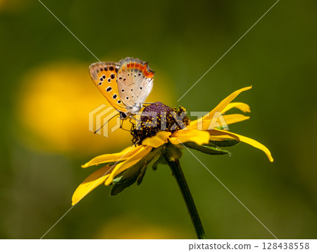 A copper butterfly resting on a Rudbeckia flower 128438558