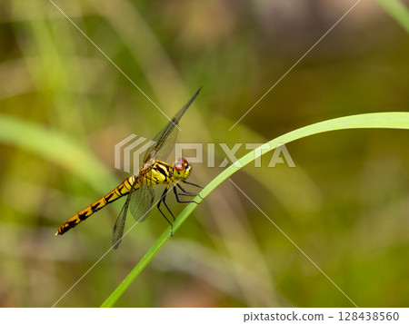 A female Mayutate red lady perched on a leaf 128438560