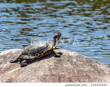A Red-eared Slider basking on a rock in a pond 128438562