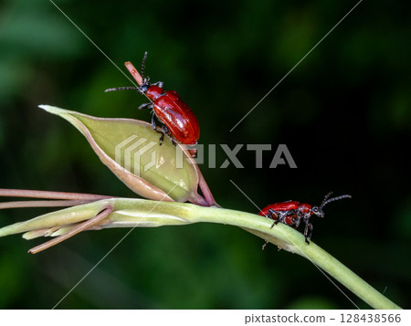 A pest of lilies, the beetle 128438566