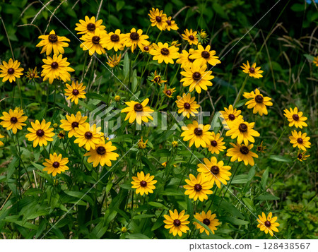 金光菊花 金光菊花 128438567