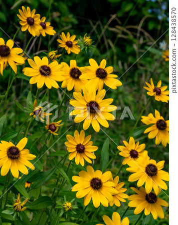 金光菊花 128438570