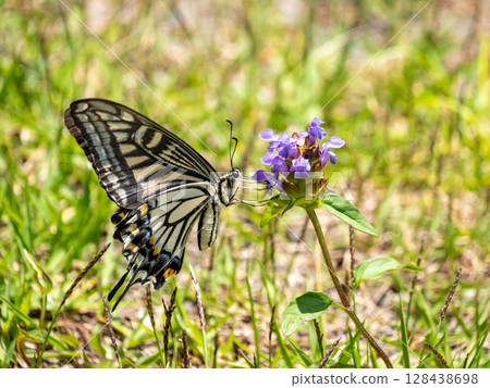 一隻燕尾蝶停在豬籠草花上 128438698